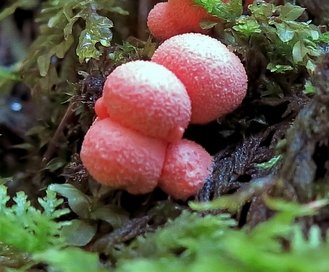 kleiner Blutmilchpilz am Waldboden