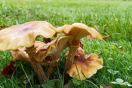 Honigpilz